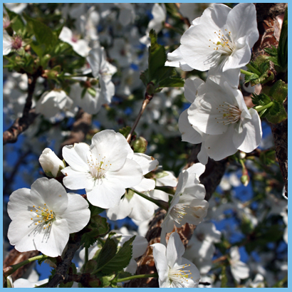 FlowersTree2